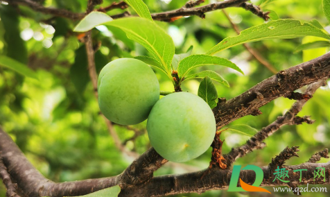 桃子青的时候能吃不(吃青桃子有害吗)