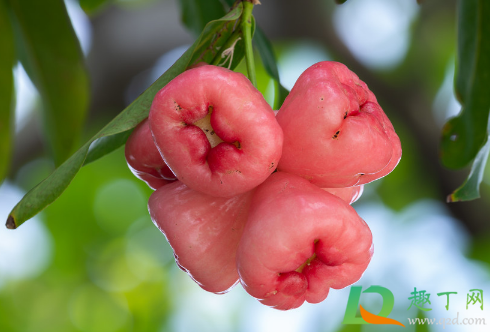 莲雾膨果期施什么肥料(莲雾挂果之后施肥数量和次数)