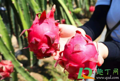 为什么吃红心火龙果尿液会变红(吃红心火龙果会使尿液变红吗) 为什么吃红心火龙果尿液会变红(吃红心火龙果会使尿液变红吗)