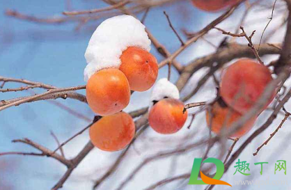 柿子催红用什么办法(柿子催红素) 柿子催红用什么办法(柿子催红素)