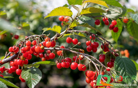 樱桃树很难种活吗(现在种樱桃树成活率会不会活)