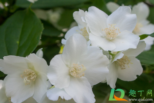 非洲茉莉晒太阳不(非洲茉莉阳光直晒可以吗?)