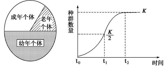 年龄组成的概念是什么(年龄的概念与分类)