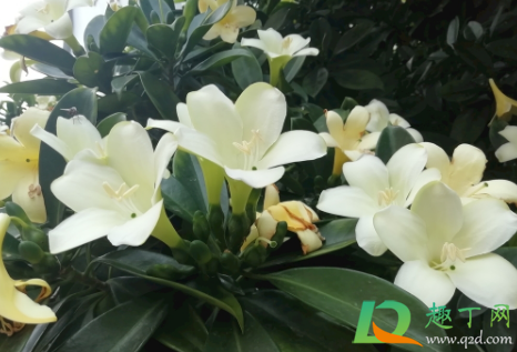 非洲茉莉常浇水好吗(非洲茉莉用什么水浇)