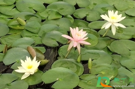 睡莲要不要斜剪(睡莲要修剪吗) 睡莲要不要斜剪(睡莲要修剪吗)