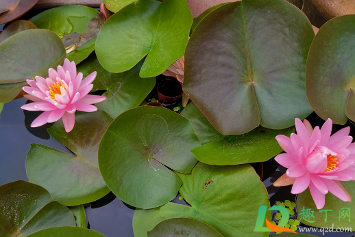 睡莲要不要斜剪(睡莲要修剪吗)