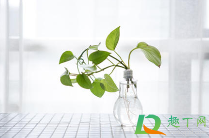 水培绿萝叶子发黄怎么办(水培绿萝叶子发黄怎么办mx5) 水培绿萝叶子发黄怎么办(水培绿萝叶子发黄怎么办mx5)