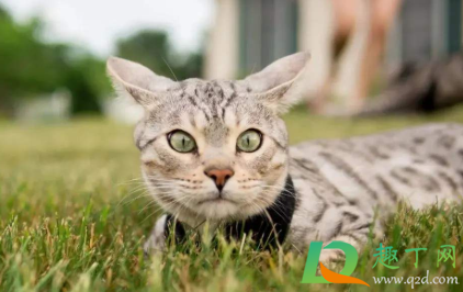 猫咪飞机耳是什么样子(猫咪飞机耳的样子)