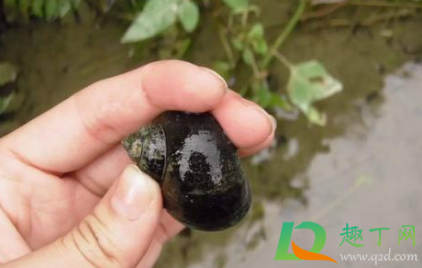 福寿螺到底能不能吃(福寿螺到底能不能吃图片)