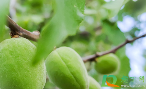 桃子青的时候能吃不(吃青桃子有害吗)