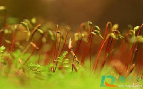 甘蔗幼苗叶片黄是怎么回事(甘蔗苗期发黄是什么原因)