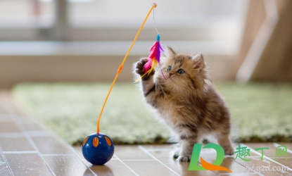 猫咪绝育一周不吃东西怎么办(猫咪绝育当天不吃东西)