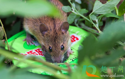 老鼠吃过的东西加热后吃了有没有事(无意中吃了老鼠吃过的东西加热)