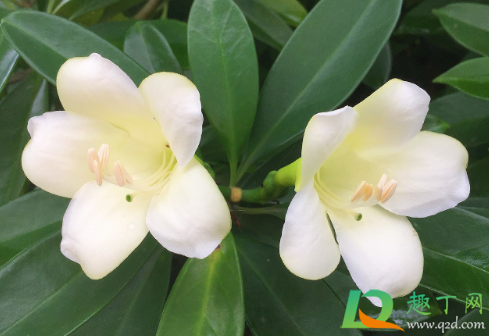 非洲茉莉养在家里对身体好不(非洲茉莉适合家养吗)