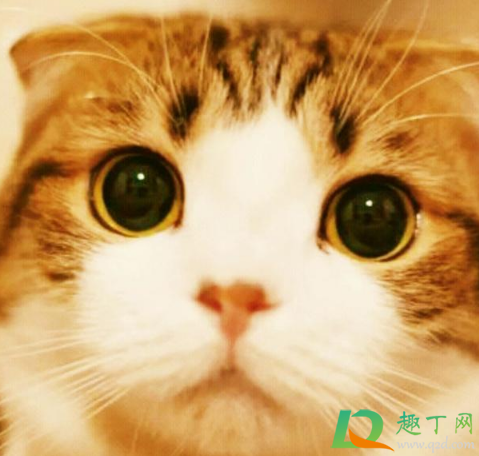 女生一个人独居养什么宠物好(独身女人养什么宠物好)