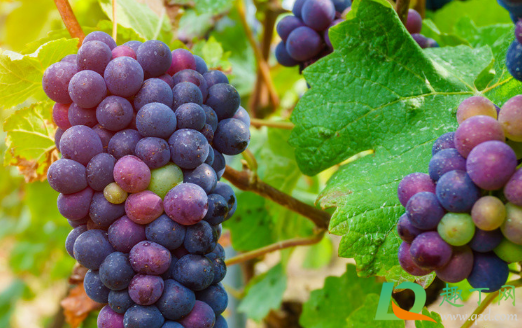 葡萄果梗发黄是怎么回事(葡萄果发黄什么原因)