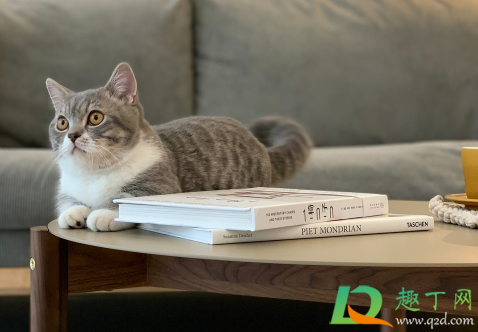 猫咪尿床打他有用吗(猫咪尿床了,打它,他知道咋回事吗)