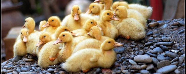 饿的时候嘎嘎地叫个不停