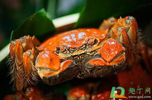 大闸蟹蒸了很久黄还是稀的是什么情况(螃蟹蒸了好久黄还是稀的)