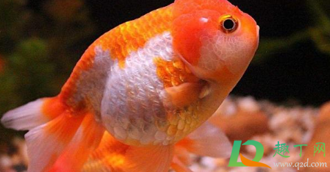 女生一个人独居养什么宠物好(独身女人养什么宠物好)