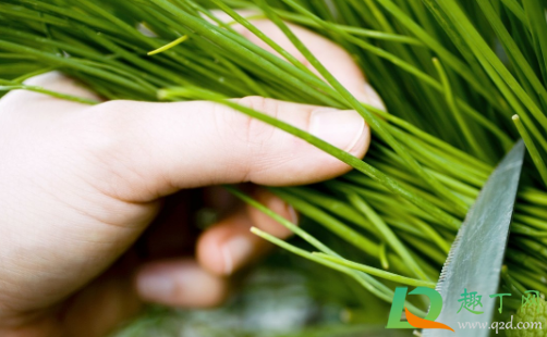 韭菜种子必须泡了才能用吗(韭菜种子种植前需要浸泡吗?) 韭菜种子必须泡了才能用吗(韭菜种子种植前需要浸泡吗?)