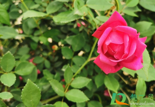 玫瑰花怎么养才不会枯萎(水养玫瑰花怎么养才不会枯萎)