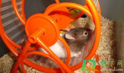 不让仓鼠跑转轮会死吗(仓鼠如果长时间没有转轮会死吗)