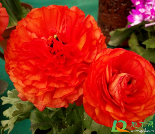 夫妻海棠好养吗(夫妻海棠盆栽)