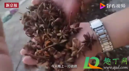 硫磺八角二氧化硫超标对人体有害吗(二氧化硫超标对人体的危害)