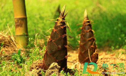 为什么竹笋过水变黄(竹笋水煮后发黄咋回事) 为什么竹笋过水变黄(竹笋水煮后发黄咋回事)