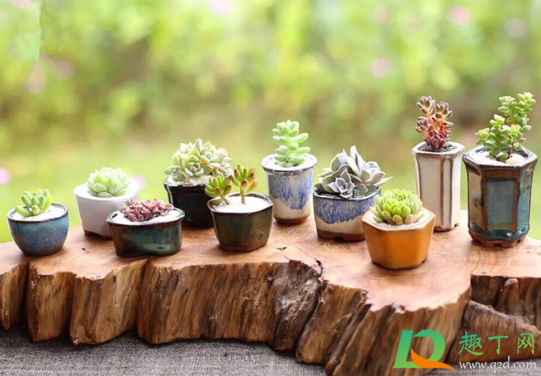 隔着玻璃晒多肉能出状态吗(多肉隔着玻璃晒太阳)