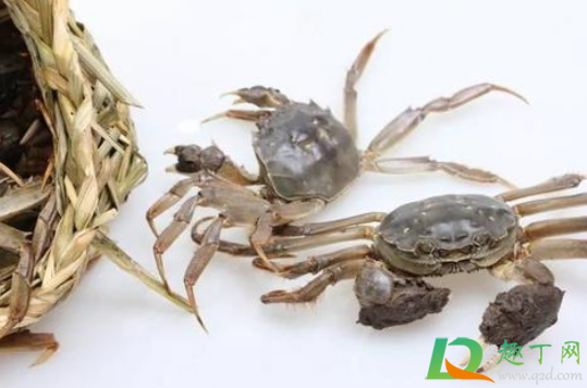 螃蟹不动是死了还是睡觉(螃蟹会睡觉吗)