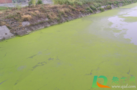 蓝藻细菌包括什么(蓝藻也称蓝细菌)