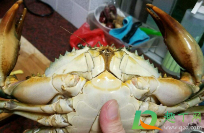 螃蟹怎么清洗不被夹手(活螃蟹夹手怎么处理)