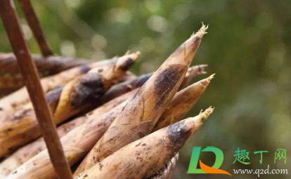 竹笋炒之前还要烫一下吗(竹笋炒之前需要焯水几分钟) 竹笋炒之前还要烫一下吗(竹笋炒之前需要焯水几分钟)