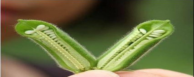 种芝麻步骤(芝麻怎么栽种)