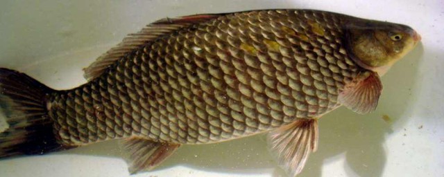 明确这三个选择技巧您就是钓鱼达人(钓鱼有哪些技巧?)