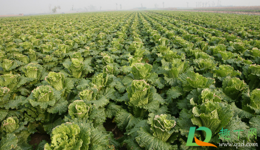 秋白菜用什么化肥合适(秋白菜什么时候施肥施什么肥)