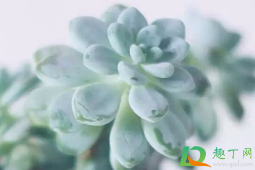 隔着玻璃晒多肉能出状态吗(多肉隔着玻璃晒太阳)