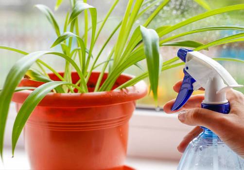 花卉喷药什么时间合适(花卉喷农药时间)