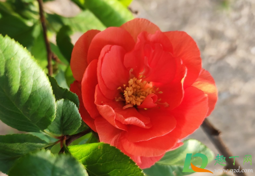 夫妻海棠需要打顶吗(玻璃海棠需要打顶吗) 夫妻海棠需要打顶吗(玻璃海棠需要打顶吗)