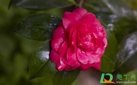 玫瑰花制作干花可以晒吗(鲜玫瑰花晒干怎么做) 玫瑰花制作干花可以晒吗(鲜玫瑰花晒干怎么做)