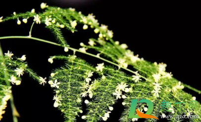 文竹修剪的枝可以成活不(文竹修剪下的枝条咋样栽培)