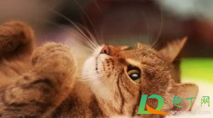 家里养猫用酒精消毒好吗(养猫能用酒精消毒吗)