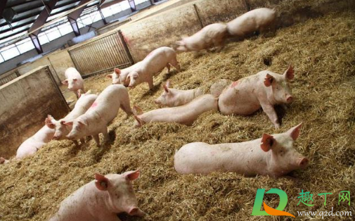 2021还有人养猪吗(2021年猪还能养吗)