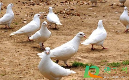 鸽子怎么喂食小鸽子(鸽子如何喂食)