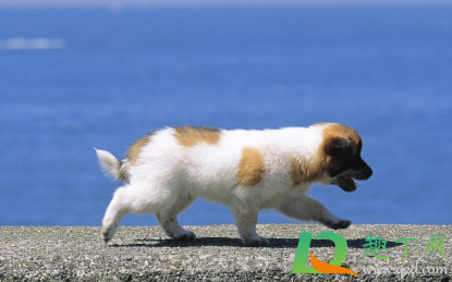 狗狗细小病毒几天可以喝水(狗狗得细小病毒三天想喝水怎么办)