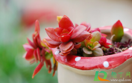 多肉小苗养到大多长时间(多肉小苗多久长成成株)