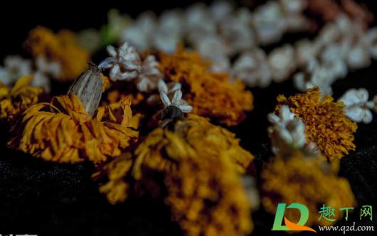 干花买回来怎么处理(干花需要处理吗) 干花买回来怎么处理(干花需要处理吗)