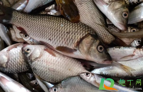 秋天钓鱼为什么难钓(深秋为什么这么难钓鱼)